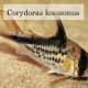Corydoras loxozonus