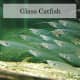 Glass Catfish