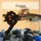 Guppy