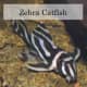 Zebra Catfish