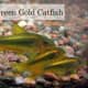 Green Gold Catfish