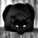 black-cat-halloween-invitations