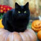 black-cat-halloween-invitations