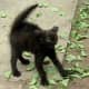 black-cat-halloween-invitations