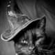 black-cat-halloween-invitations