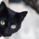 black-cat-halloween-invitations