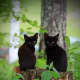 black-cat-halloween-invitations