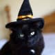 black-cat-halloween-invitations