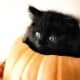 black-cat-halloween-invitations