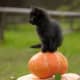 black-cat-halloween-invitations