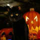 black-cat-halloween-invitations