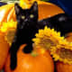 black-cat-halloween-invitations