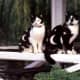 black-cat-halloween-invitations