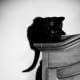 black-cat-halloween-invitations