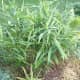 a-list-of-philippine-root-crops