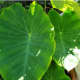 Taro is grown not only for the edible bulbs but for the leaves and stems as well. All parts are often cooked in coconut milk.