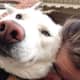 Rocket misses his family so much! Can you help bring this all-white, neutered male husky home to them so that he can be happy again?
