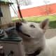 Rocket would love to see his family again. He is a gorgeous bi-eyed neutered male husky and has been missing for going on a year. His family has never given up!