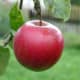 Big red apple in a tree
