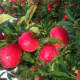 A tree of red apples before cutting them.