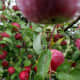 Red apples tree plantation
