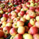 Apple fruit ripe