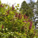 Plant shrubs in front of your home to create a natural weather barrier