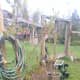 Dig up some roots or sapling suckers and transplant them into different, strategic areas of your yard in order to protect your home from the elements