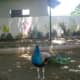 Pheasant at Davao Crocodile Park