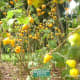 Mickey Mouse Fruit, Titty Fruit or Fox Face in the "Garden of Eden."