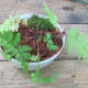 I added some moss and red cedar mulch to the part with the fern.
