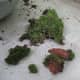 I have a shady yard, so I was able to gather this moss from the base of some trees.