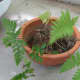 Here's a fern from a shady spot in my yard. It will go in the upper part of the fairy garden.