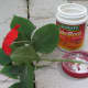 This impatien is a cutting from one of my plants. I dipped it in a rooting compound to encourage it to root in the soil.