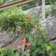 chimney-rock-state-park