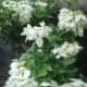Doña Aurora: The white variation of Mussaenda philippica