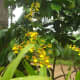 why-shift-to-planting-ornamental-plants