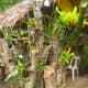 why-shift-to-planting-ornamental-plants