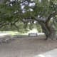 Picnic areas Dick Nichols Park Austin TX