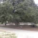 Tree shaded picnic areas  Dick Nichols Park Austin TX