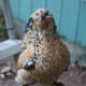what-chicken-breed-is-right-for-you