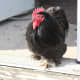Bantam black cochin rooster
