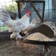 lavender d'uccle rooster and hen