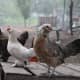 what-chicken-breed-is-right-for-you