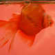 Ryukin goldfish with swim bladder disease