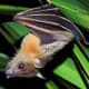 Short-nosed Indian Fruit Bat (Cynopterus sphinx)