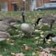 Park geese.