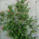 Sempervirens Honeysuckle