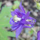 Columbine