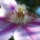 Cultivated Clematis